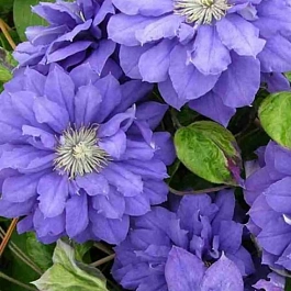 Клематис Beauty of Worcester