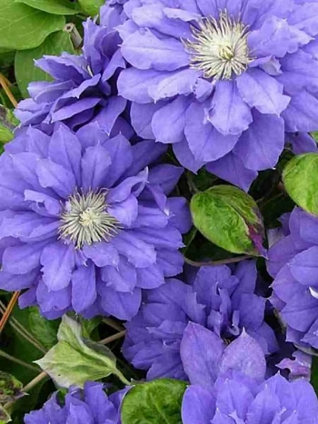 Клематис Beauty of Worcester