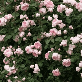 Роза  кустовая Cinderella