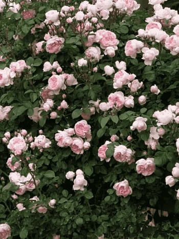 Роза  кустовая Cinderella