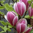 Магнолия суланжа Rustica Rubra