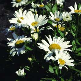 Нивяник наибольший Snow Lady