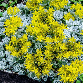 Очиток лопатчатолистный Cape Blanco