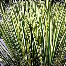 Аир болотный Variegatus