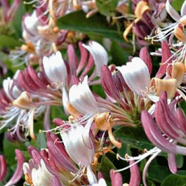 Жимолость каприфоль Inga