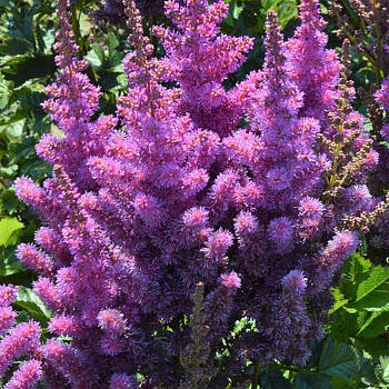 Астильба китайская Блэк Перлз