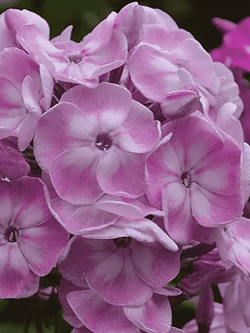 Флокс метельчатый Younique Old Pink