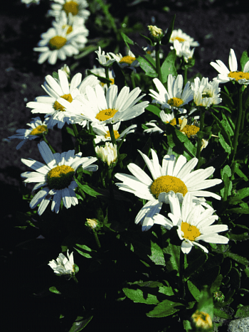 Нивяник наибольший Snow Lady