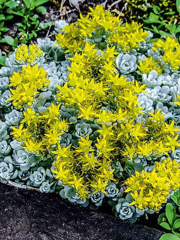 Очиток лопатчатолистный Cape Blanco