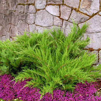 Можжевельник средний Минт Джулеп