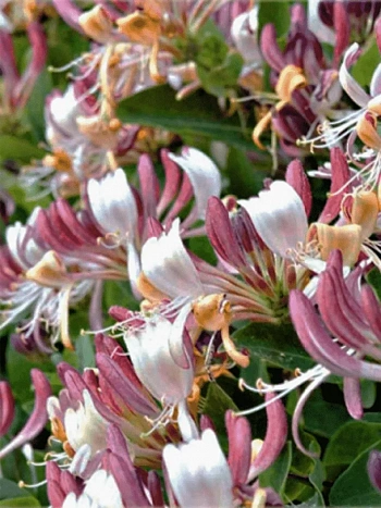 Жимолость каприфоль Inga