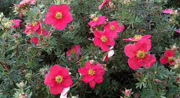 Лапчатка кустарниковая Данни Бой