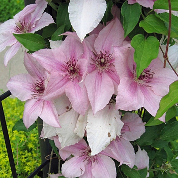 Клематис крупноцветковый Пинк Фентези