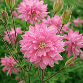 Аквилегия обыкновенная Barlow Pink