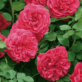 Роза Английская кустовая Sir John Betjeman