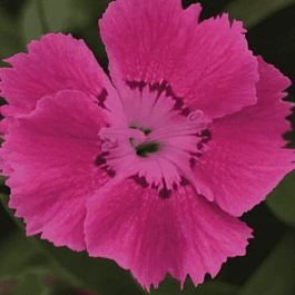 Гвоздика садовая Collection Pink Bouquet