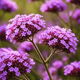 Вербена буэнос-айресская 