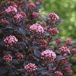 Пузыреплодник калинолистный Little Devil