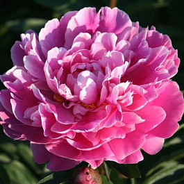 Пион травянистый Бушела