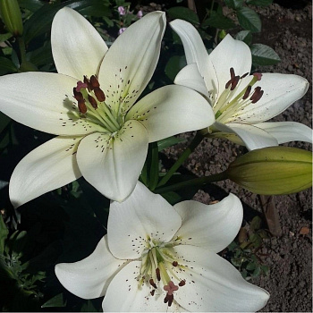 Лилия ЛА-гибрид Асоп