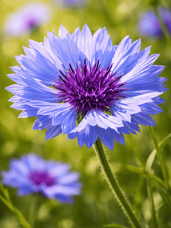 Василек горный