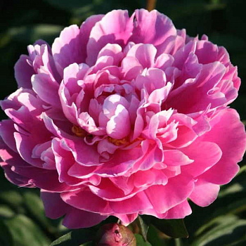 Пион травянистый Бушела