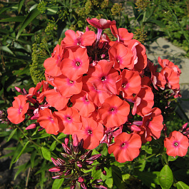 Флокс метельчатый оранж перфекшн