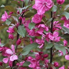 Яблоня декоративная Eleyi