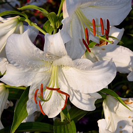 Лилия восточная Нова Зембла