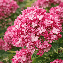 Гортензия древовидная Ruby Annabelle