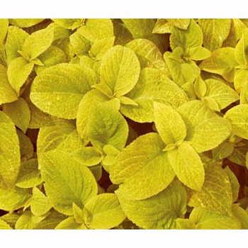 Колеус Визард Голден