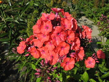 Флокс метельчатый оранж перфекшн