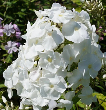 Флокс метельчатый Юник Вайт ПАТИО