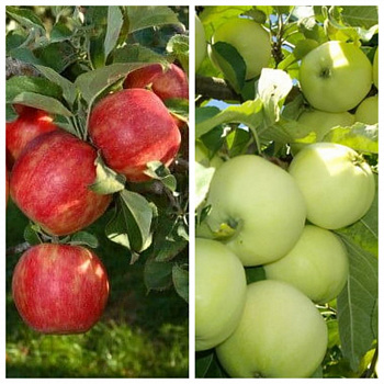Дерево-сад (5 летка) яблоня 2 сорта Хоней Крисп-Налив белый