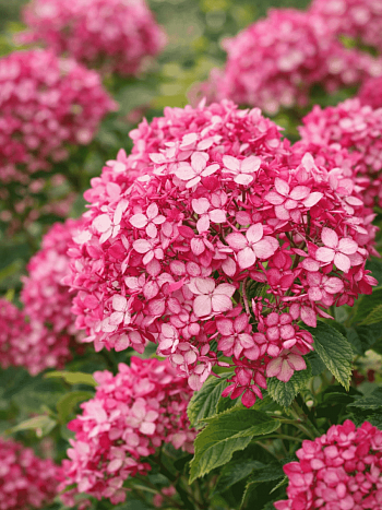 Гортензия древовидная Ruby Annabelle