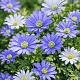 Анемона Blue Shades