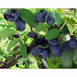 Жимолость съедобная Индиго Джем