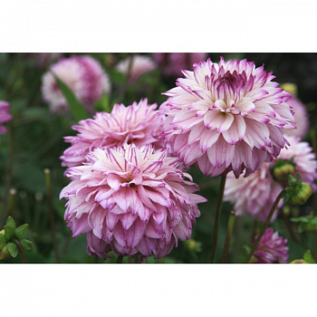 Георгина Бахромчатая Цезарз Пэлас