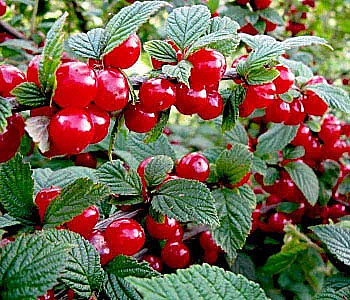 Вишня войлочная Лето