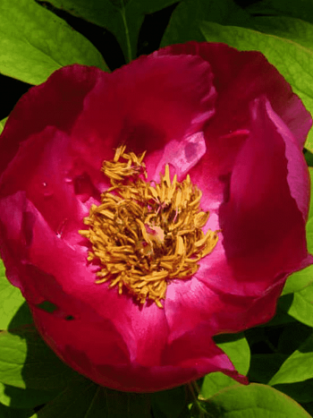 Пион Мужской