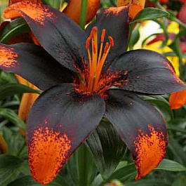 Лилия азиатская Танго Париж Харт