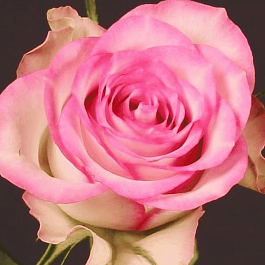 Роза чайно-гибридная Lovely jewel