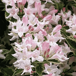 Вейгела цветущая Splendid