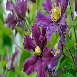 Клематис Once More