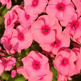 Флокс метельчатый Jeff's Pink