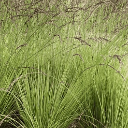 Молиния голубая Edith Dudszus