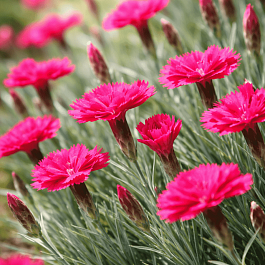 Гвоздика гратианополитанская Bombardier