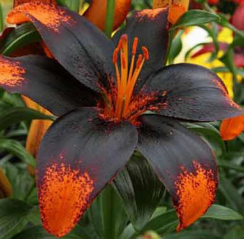 Лилия азиатская Танго Париж Харт