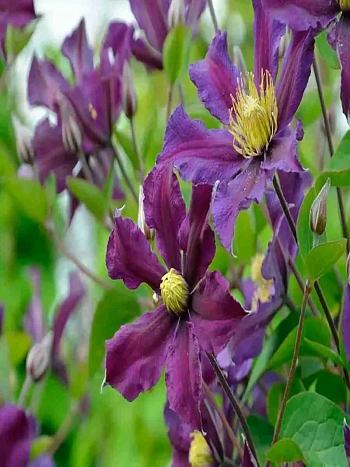 Клематис Once More