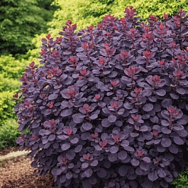 Скумпия кожевенная Royal Purple